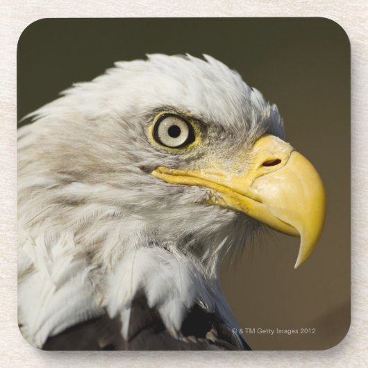 Katmai Nationalpark, Alaska Untersetzer (Vorderseite)