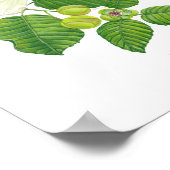 Katmon (Dillenia philippinensis) Ph Forest Blooms Poster (Ecke)