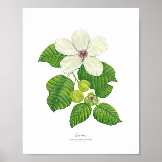 Katmon (Dillenia philippinensis) Ph Forest Blooms Poster (Vorne)