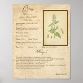 KATNIP MAGICK HERB POSTER (Vorne)