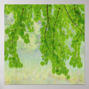 Katsura Tree Limbs in Springtime   Seabeck, WA Poster