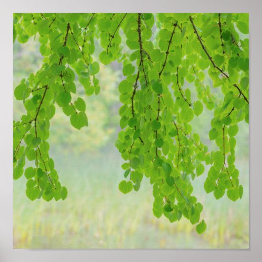 Katsura Tree Limbs in Springtime | Seabeck, WA Poster (Vorne)