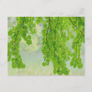 Katsura Tree Limbs in Springtime   Seabeck, WA Postkarte