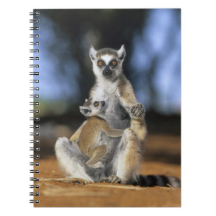 Katta, (Lemur catta), Mutter und Notizblock