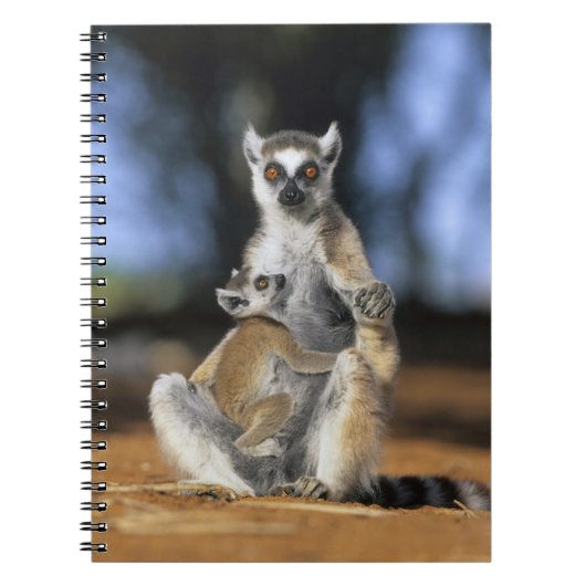 Katta, (Lemur catta), Mutter und Notizblock (Vorderseite)