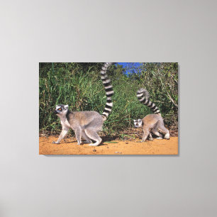 Kattalemuren (Lemur Catta), Berenty Leinwanddruck