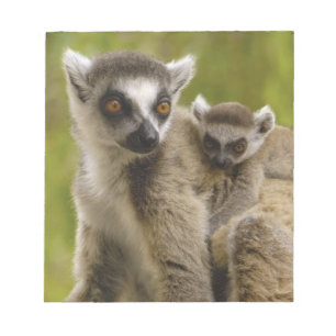 Kattalemuren (Lemur catta) Mutter & Baby. Notizblock