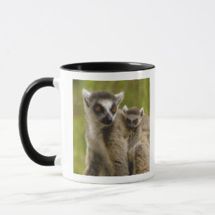 Kattalemuren (Lemur catta) Mutter & Baby. Tasse