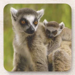 Kattalemuren (Lemur catta) Mutter & Baby. Untersetzer