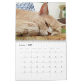 Katten Pip - Kalender 2020 (2) (Jan 2027)