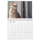 Katten Pip - Kalender 2020 (2) (Mär 2027)