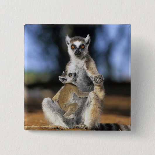 Kattenmaki, (Lemur catta), Mutter und Button (Vorderseite)
