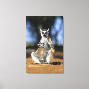 Kattenmaki, (Lemur catta), Mutter und Leinwanddruck