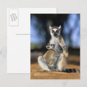 Kattenmaki, (Lemur catta), Mutter und Postkarte (Vorne/Hinten)