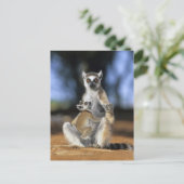 Kattenmaki, (Lemur catta), Mutter und Postkarte (Stehend Vorderseite)