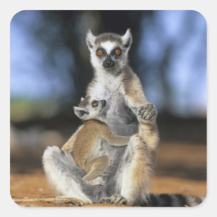 Kattenmaki, (Lemur catta), Mutter und Quadratischer Aufkleber