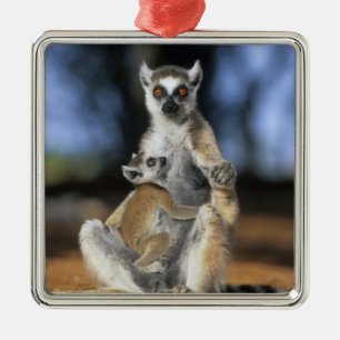 Kattenmaki, (Lemur catta), Mutter und Silbernes Ornament