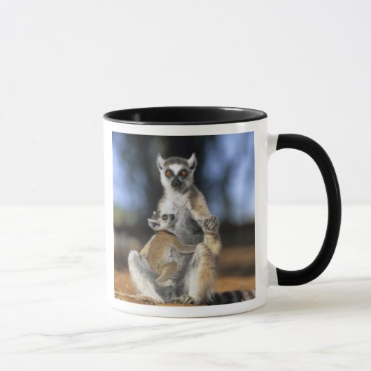 Kattenmaki, (Lemur catta), Mutter und Tasse (Rechts)