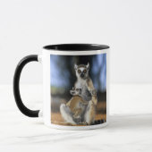 Kattenmaki, (Lemur catta), Mutter und Tasse (Links)