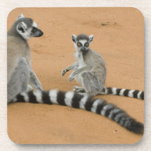 Kattenmakis, (Lemur catta), Berenty Getränkeuntersetzer
