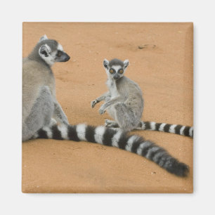 Kattenmakis, (Lemur catta), Berenty Magnet