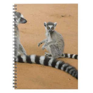 Kattenmakis, (Lemur catta), Berenty Notizblock