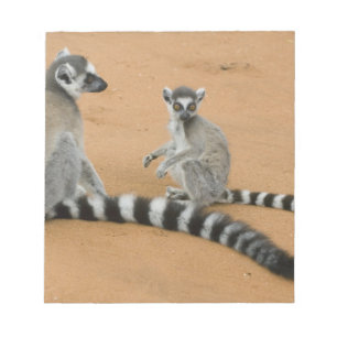 Kattenmakis, (Lemur catta), Berenty Notizblock