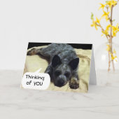 KATTLE HUND LÄNGT NACH EINEM SONDERJEMAND KARTE (Gelbe Blume)