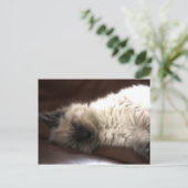 Kattunge/Kitten Postkarte (Stehend Vorderseite)