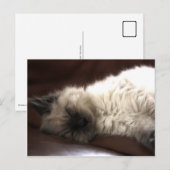 Kattunge/Kitten Postkarte (Vorne/Hinten)