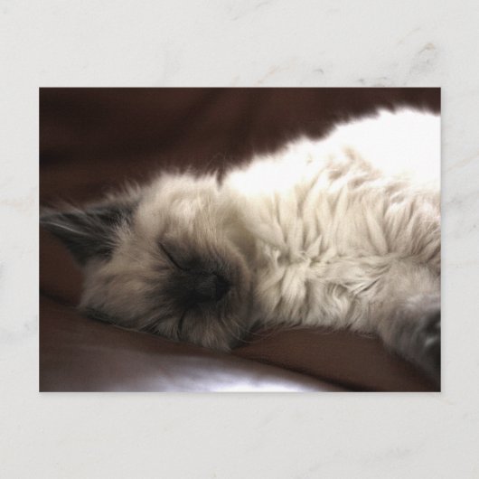 Kattunge/Kitten Postkarte (Vorderseite)