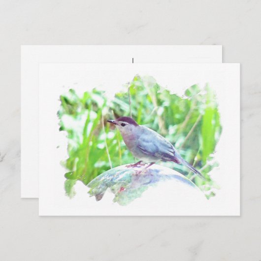 Katvogel auf einem Ball Postkarte (Vorne/Hinten)
