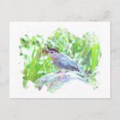 Katvogel auf einem Ball Postkarte (Vorderseite)