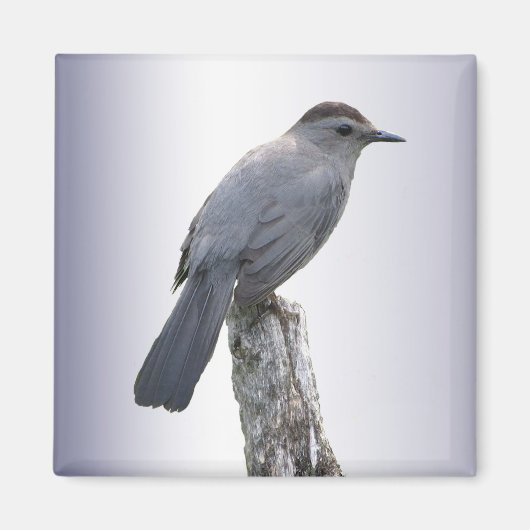 Katvogel Magnet (Vorne)