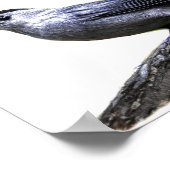 Katvogel Poster (Ecke)