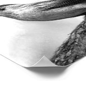 Katvogel Poster (Ecke)