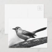 Katvogel Postkarte (Vorne/Hinten)