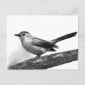 Katvogel Postkarte (Vorderseite)