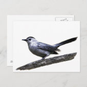 Katvogel Postkarte (Vorne/Hinten)