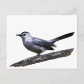 Katvogel Postkarte (Vorderseite)