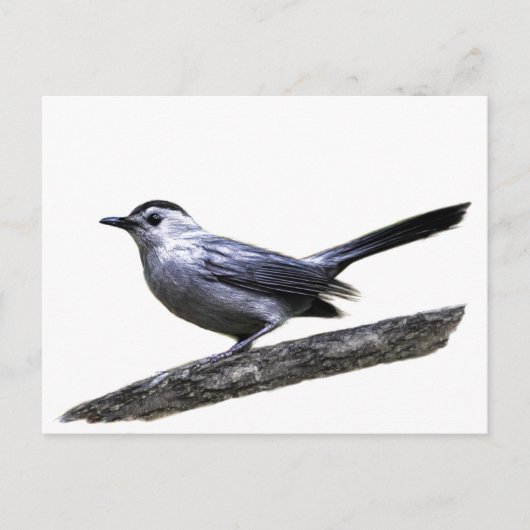 Katvogel Postkarte (Vorderseite)