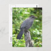 Katvogel Postkarte (Vorne/Hinten)