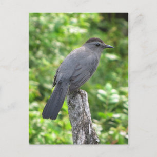 Katvogel Postkarte