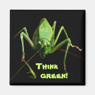 Katydid Denke ökologisch Magnet
