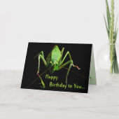 Katydid Geburtstag Karte (Vorderseite)