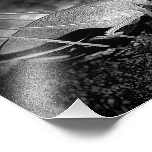 Katydid Grasshopper in Schwarz-Weiß-Insekten 8x10 Fotodruck (Ecke)