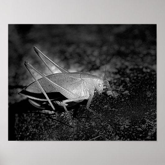 Katydid Grasshopper in Schwarz-Weiß-Insekten Poster (Vorne)