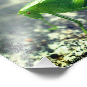 Katydid Grasshopper Insekt Nah bis 8x10 Fotodruck (Ecke)