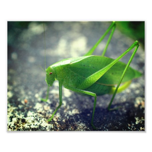 Katydid Grasshopper Insekt Nah bis 8x10 Fotodruck (Vorne)
