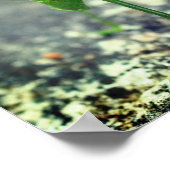 Katydid Grasshopper Insekt Nah hoch Poster (Ecke)